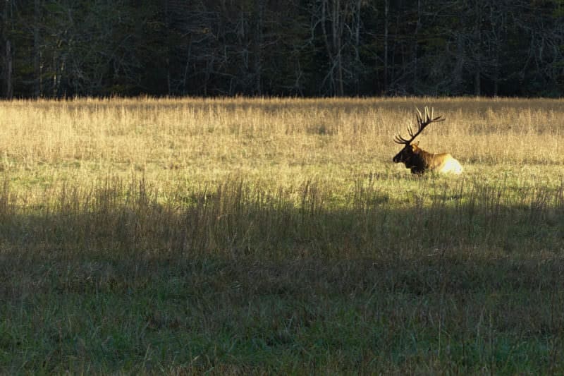 Bull elk