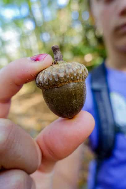 Acorn