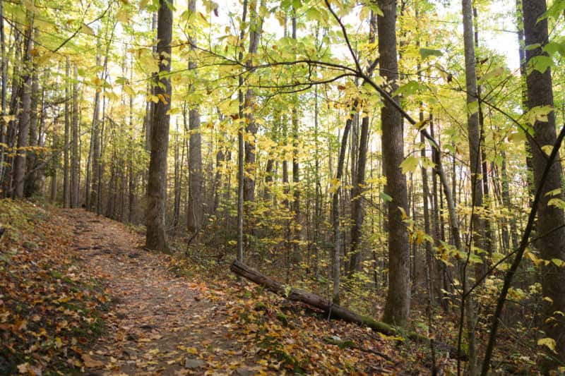 Striped Maple Leaf Ghosts