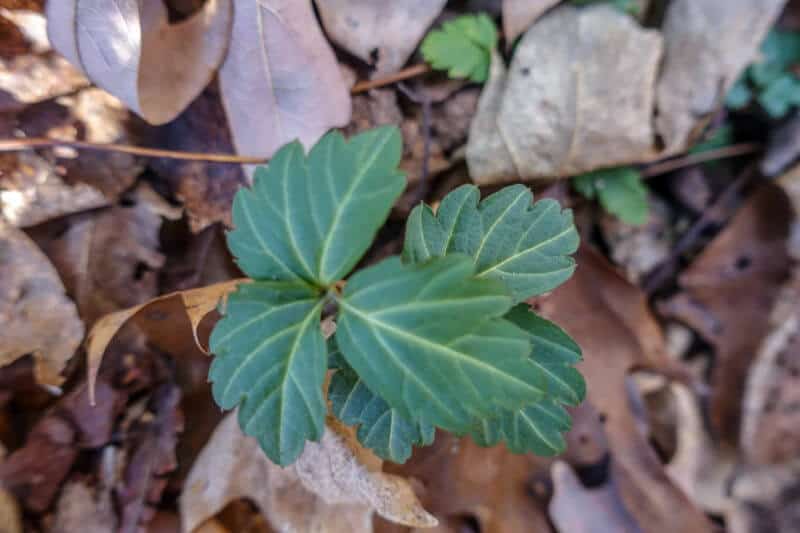 Toothwort