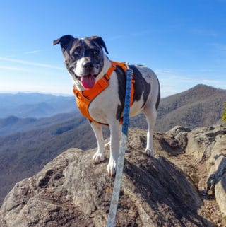 Josie on rock