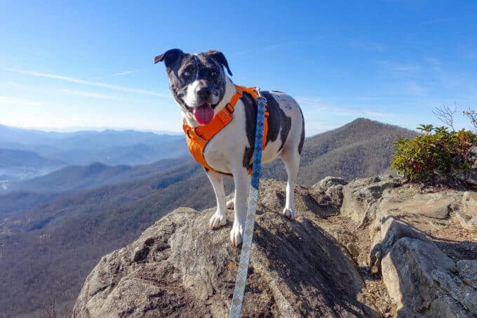 Josie on rock