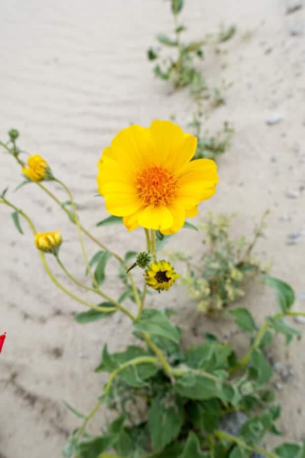 Desert Gold wildflower