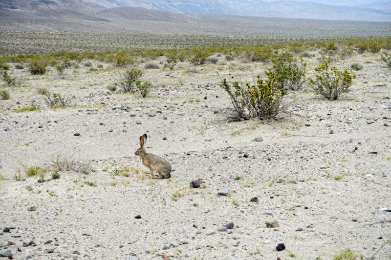 Black-tailed Jackrabbit