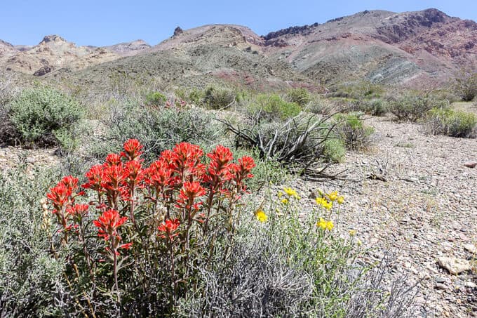 Indian paintbrush