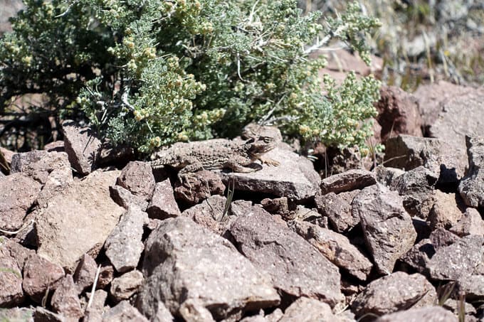 Lizard on rock