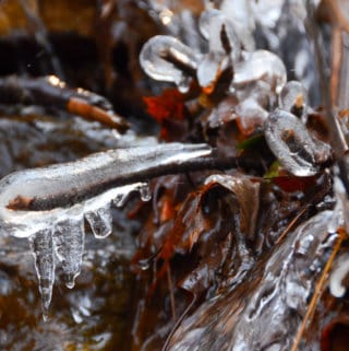 Ice covering branches