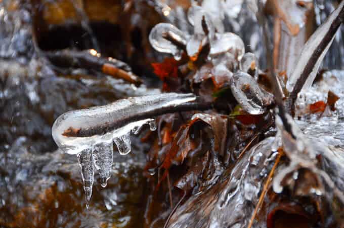 Ice covering branches