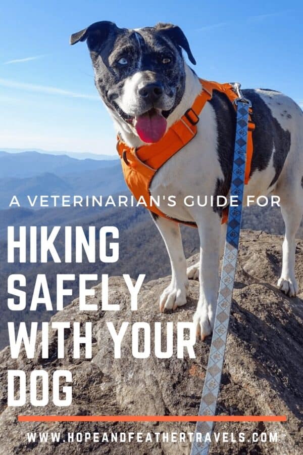 Hiking Safely with Dogs