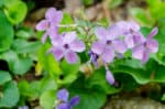 Blue Phlox