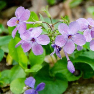 Blue Phlox