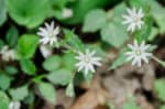 Star Chickweed