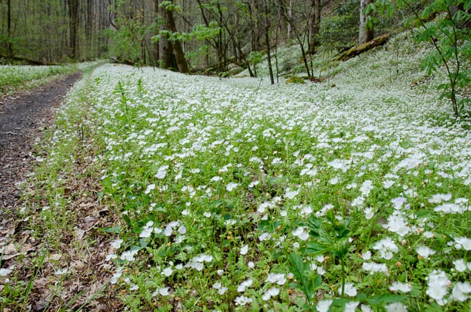 Fringed Phacelia