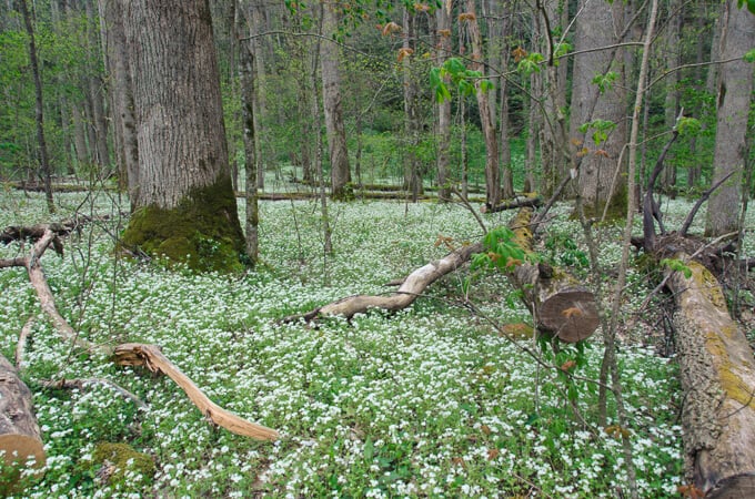 Flower meadow