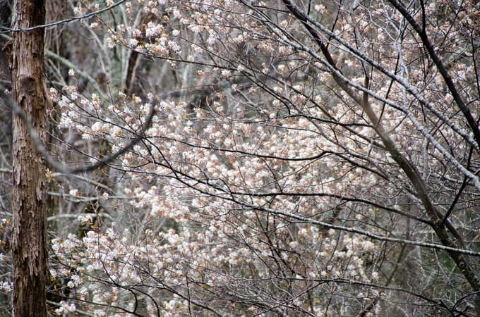 Flowering Tree