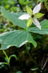 White Trillium