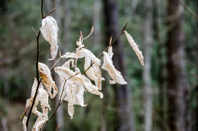 Beech leaves