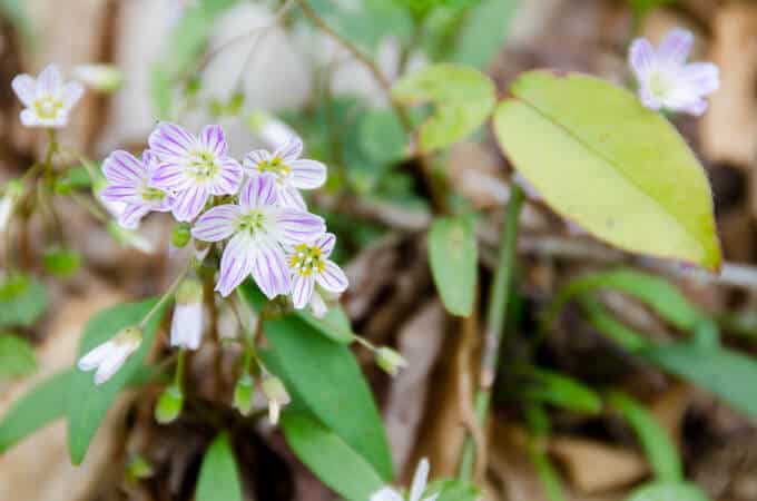 Spring Beauty