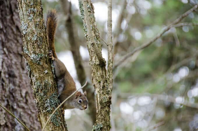 Red Squirrel