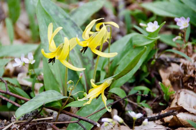 Trout Lillies