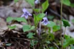 Beaked Violet