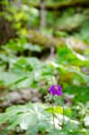 Wild Geranium