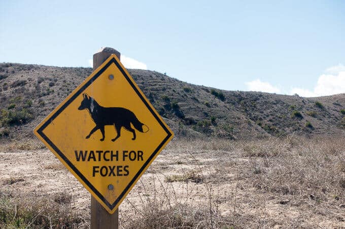 Fox crossing sign