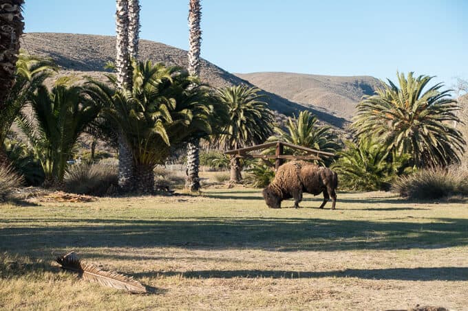 Bison in campground