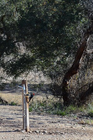 Woodpecker on water spigot