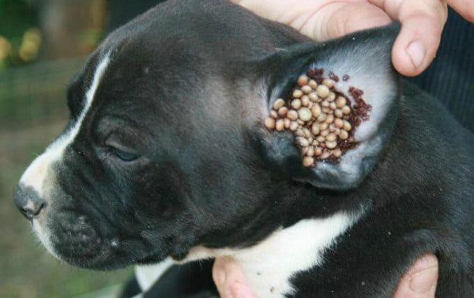 Puppy with ticks in ear