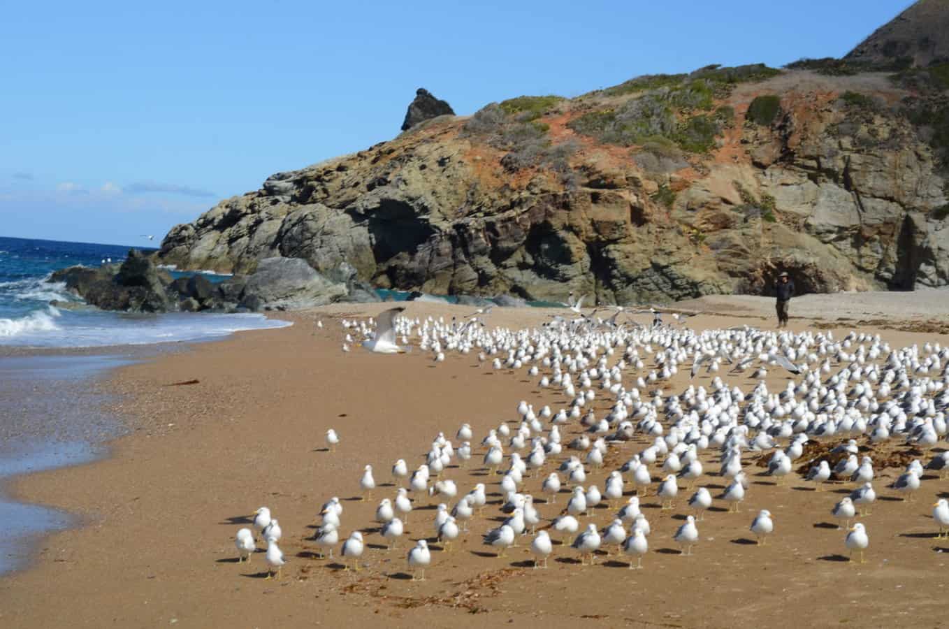Seagulls at Parson's Landing