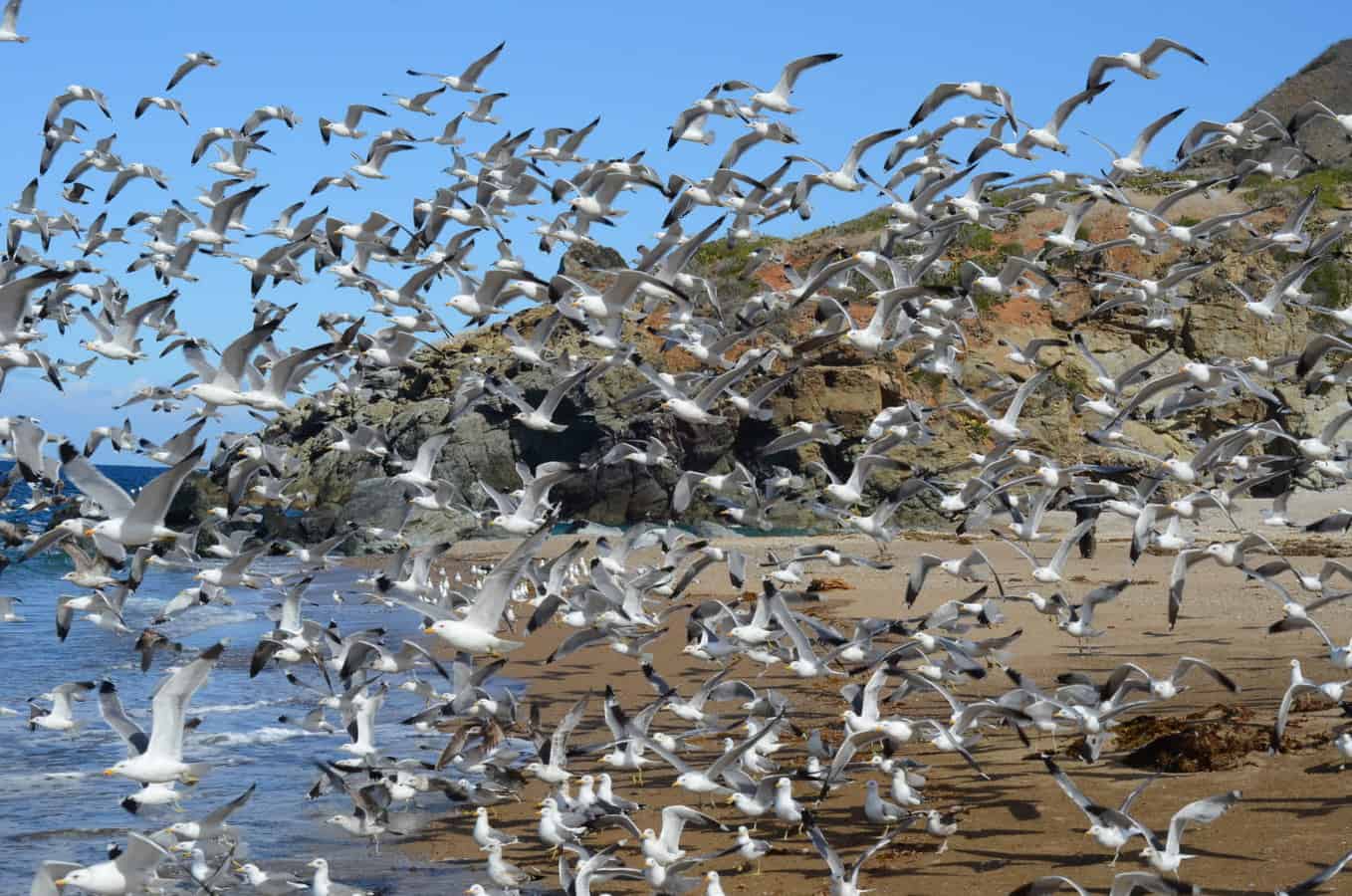 Seagulls flying away