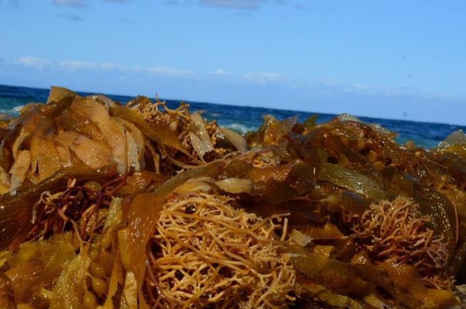Kelp on shore