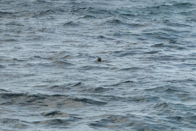 Seal in water