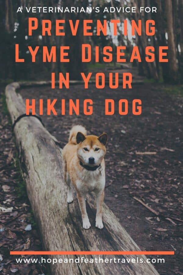 Hiking dog on log