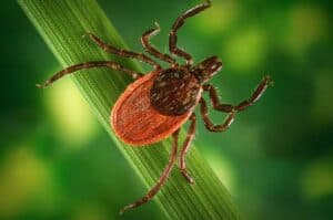 Black legged tick