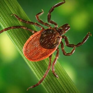 Black legged tick