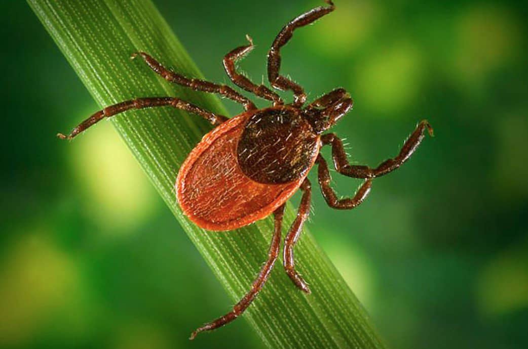 Tick Forecast 2023: Don't Let Your Pet Become A Flea & Tick Host