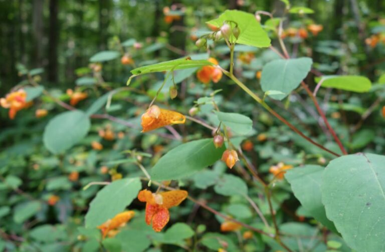 Jewelweed