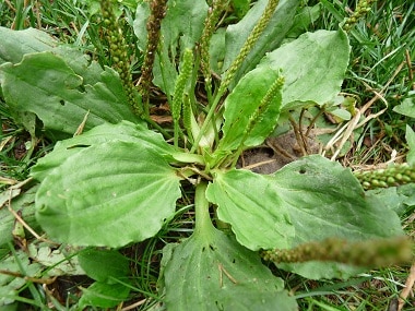 broadleaf plantain