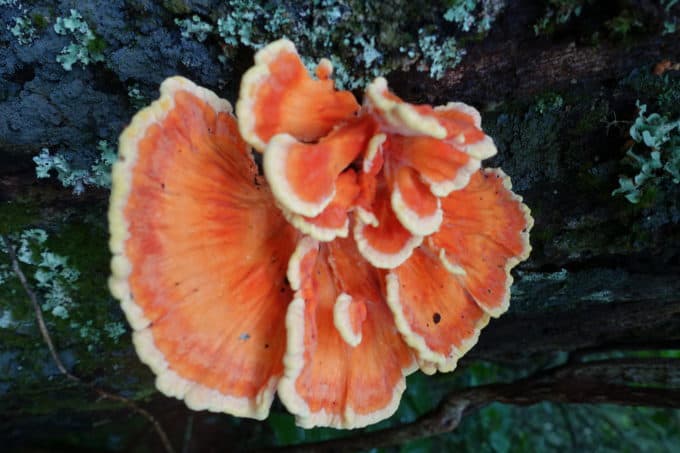 Chicken of the Woods