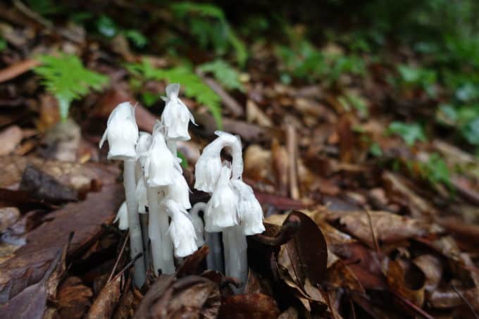 Indian Pipe