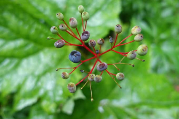 Umbrella Leaf berries