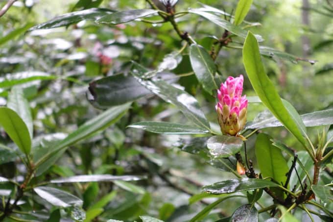 Rhododendron