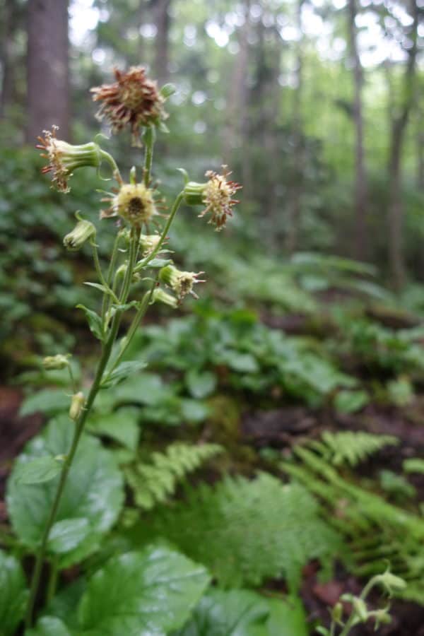 Rugel's Ragwort