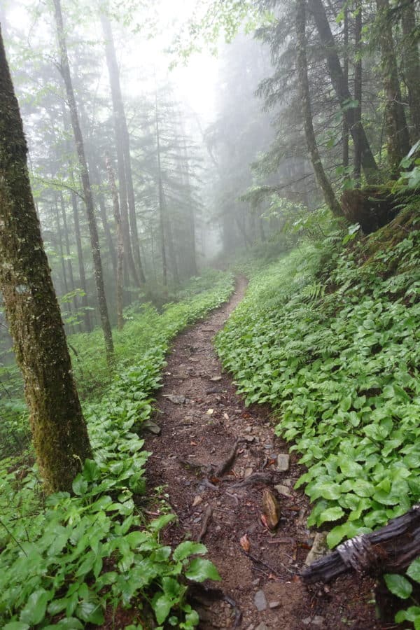 Mt. Sterling Ridge Trail