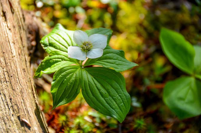 Bunchberry, a.k.a dwarf dogwood