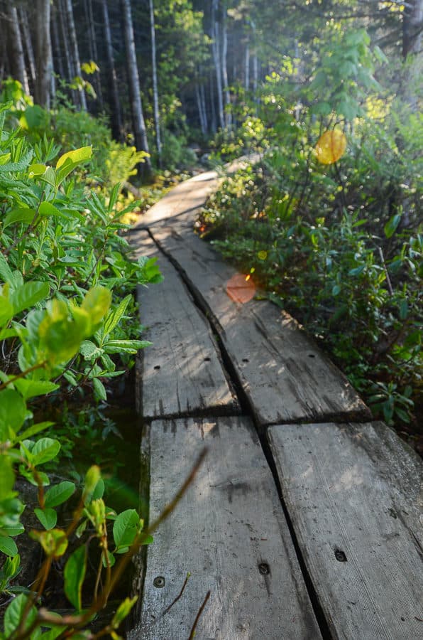 The boardwalks were a nice treat in this boggy area