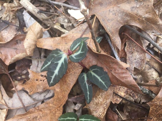 striped wintergreen