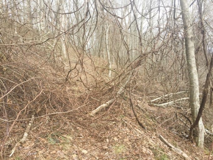 trees blocking trail